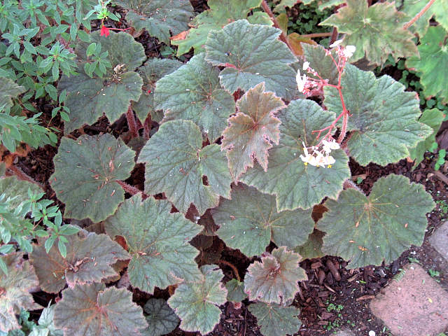 B. ‘Turk Murphy’